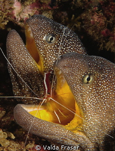A pair of yellow-mouthed moray eels. by Valda Fraser 